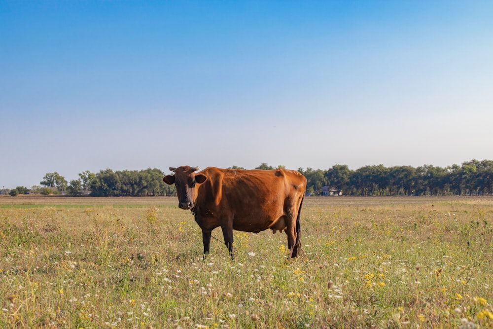 brown cow on green grass field during daytime