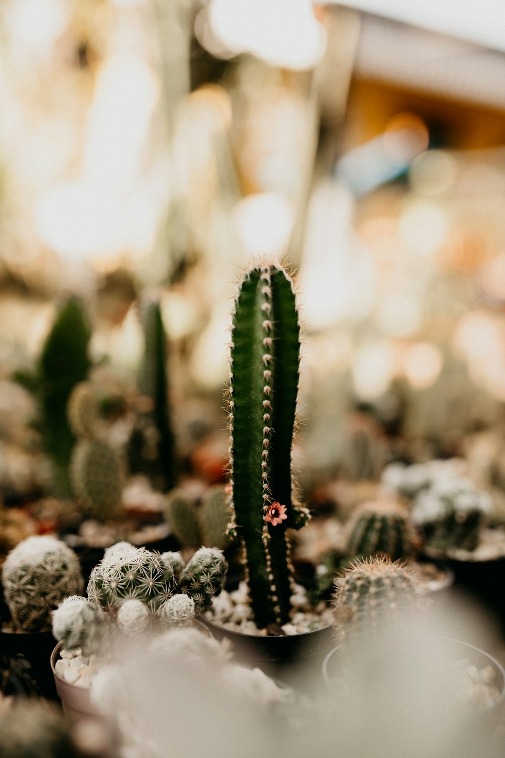 green cactus in tilt shift lens
