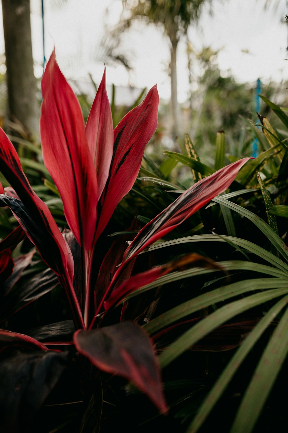 red and white flower in close up photography