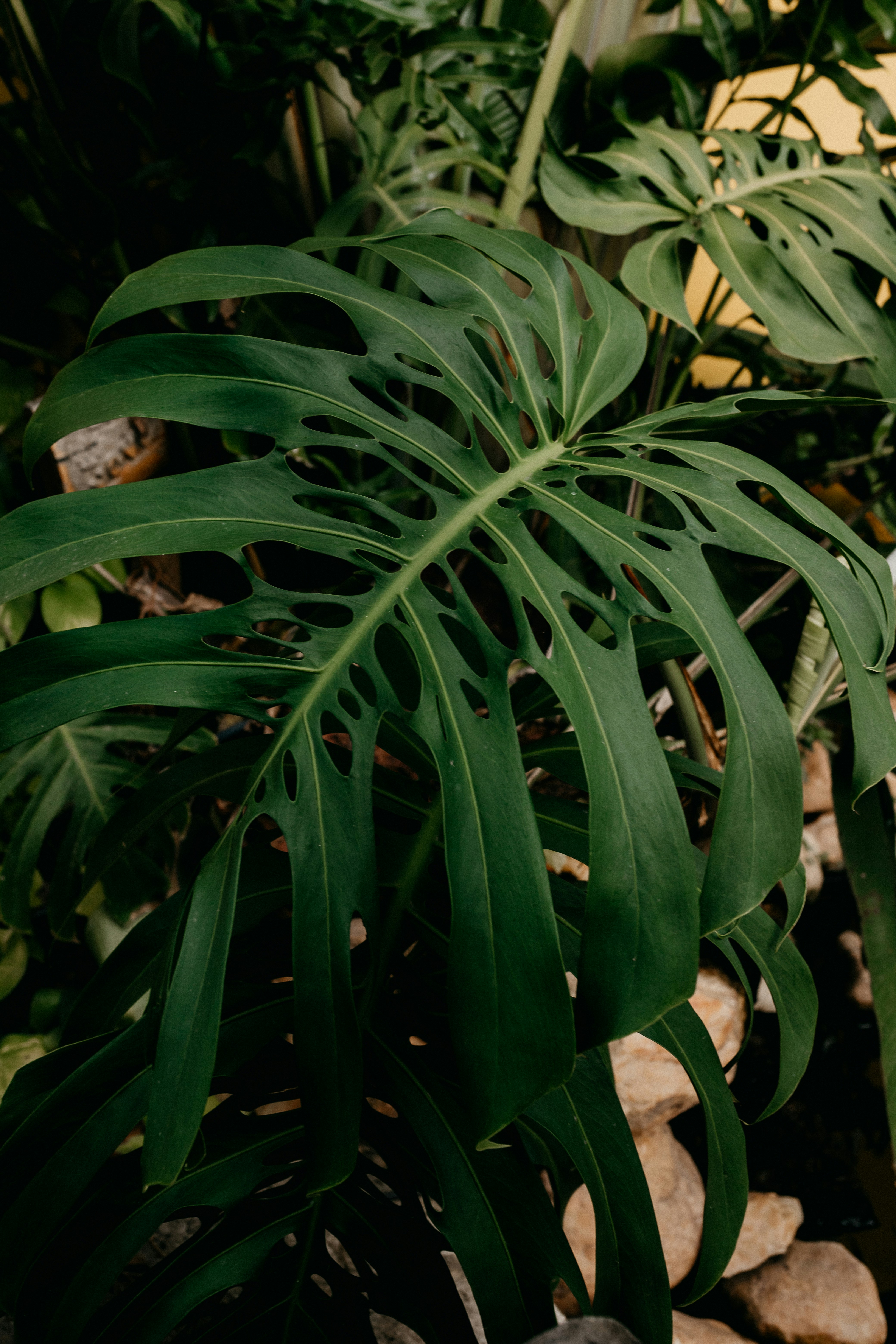 Photo by vitormonthay