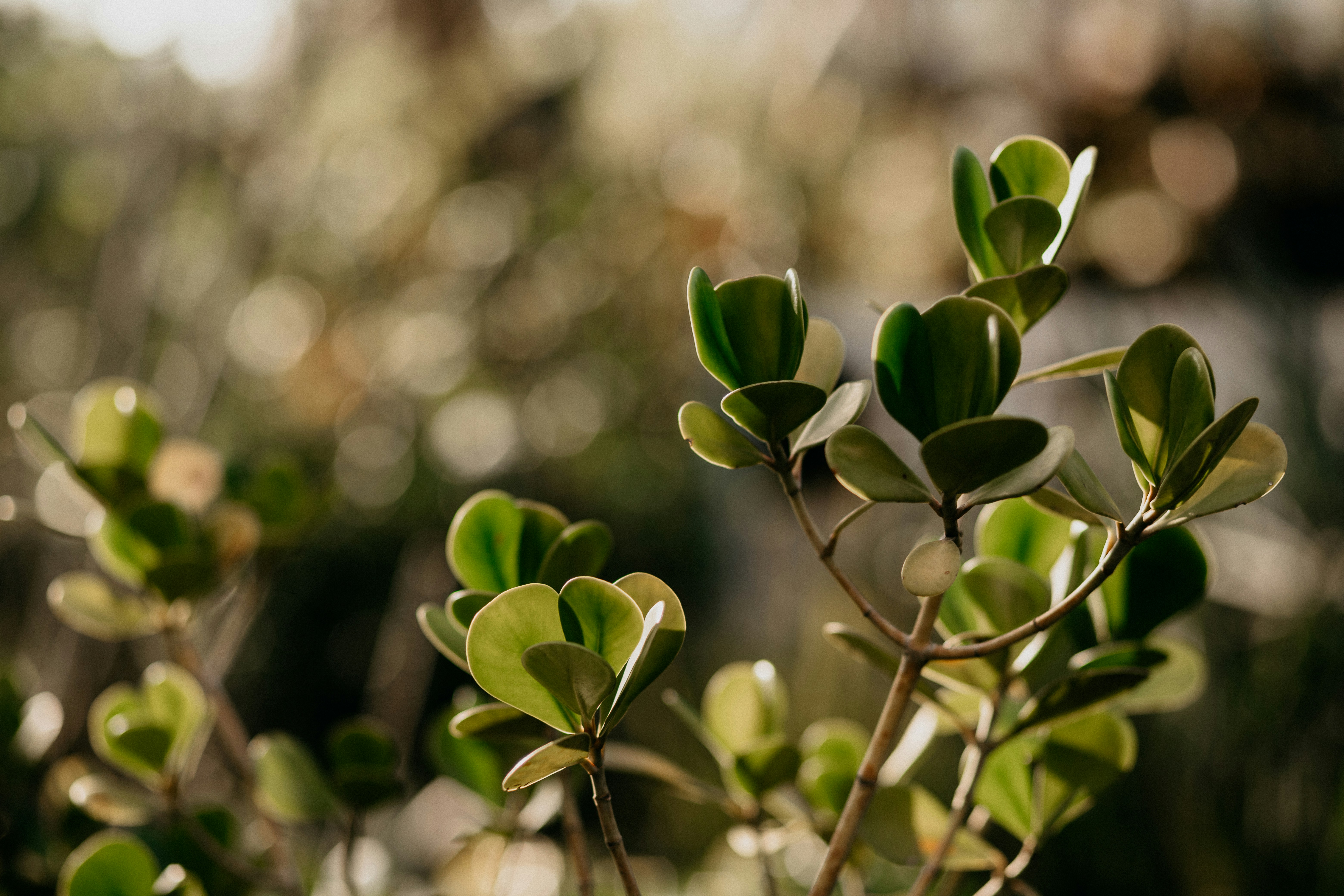 Photo by vitormonthay