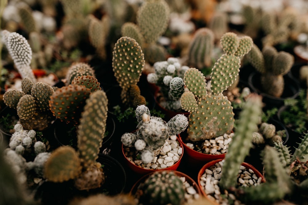 green cactus plant in red pot