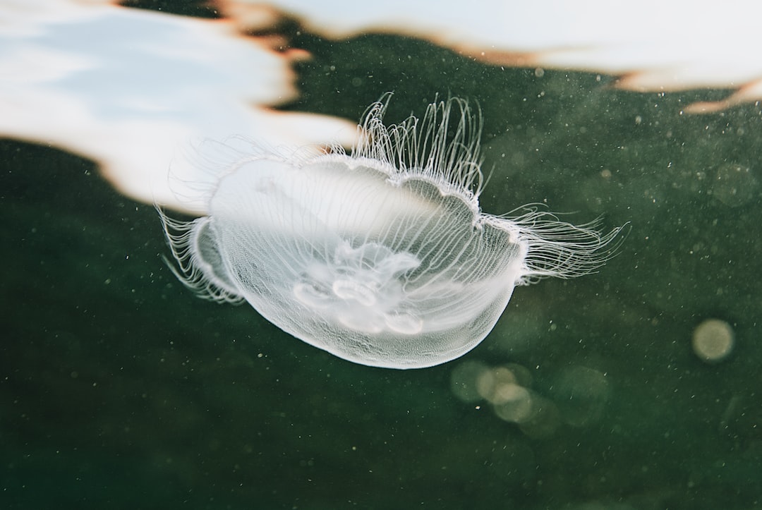 white jellyfish in water during daytime