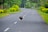 black and red rooster on road during daytime