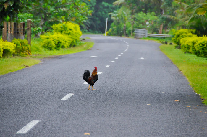 A rooster crossing a quiet road in a Samoan village, a familiar sight for anyone using a Samoan dating site