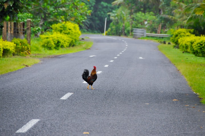 Chicken Infinity