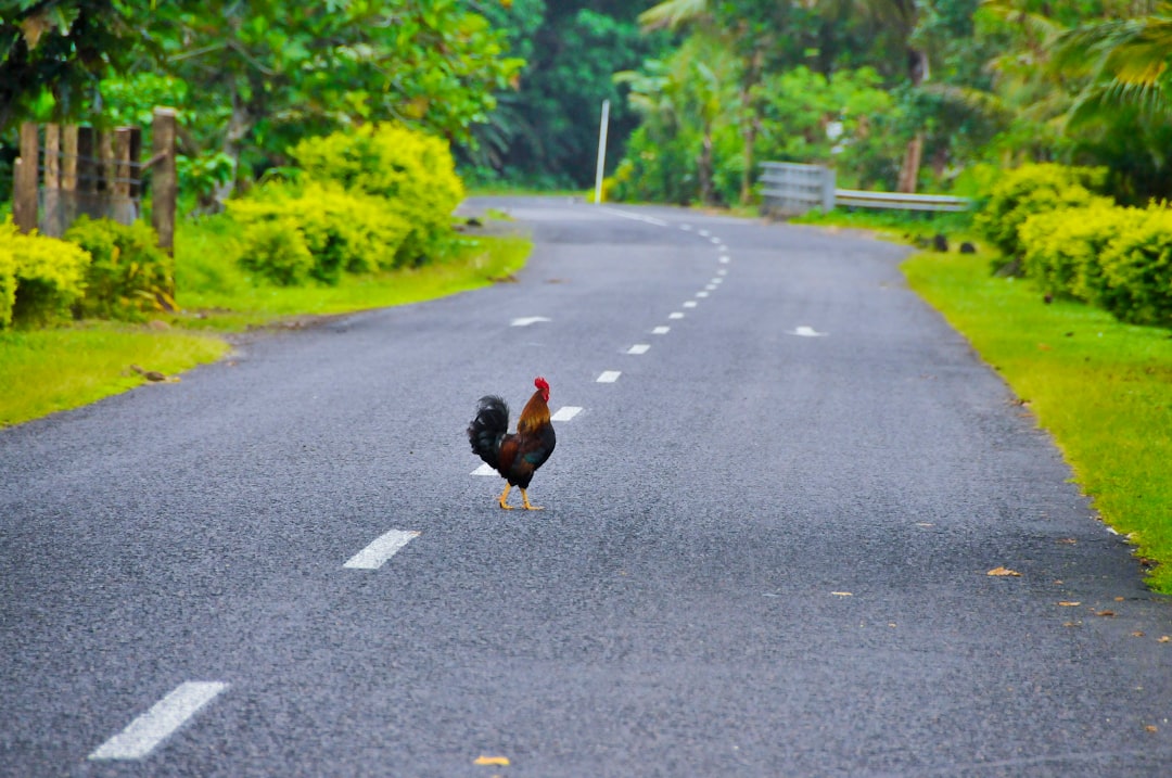 black and red rooster on road during daytime