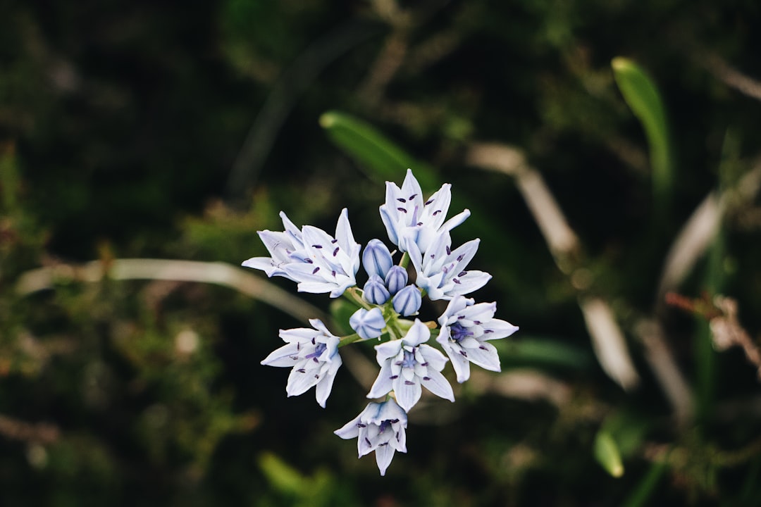 white and blue flower in tilt shift lens