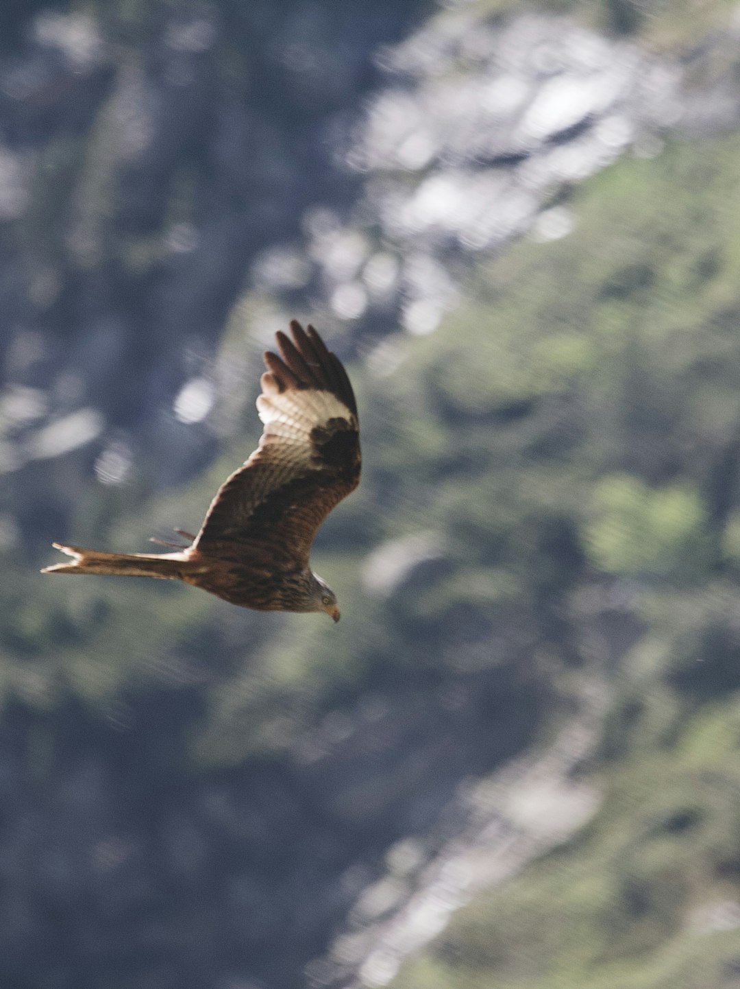 brown eagle flying during daytime