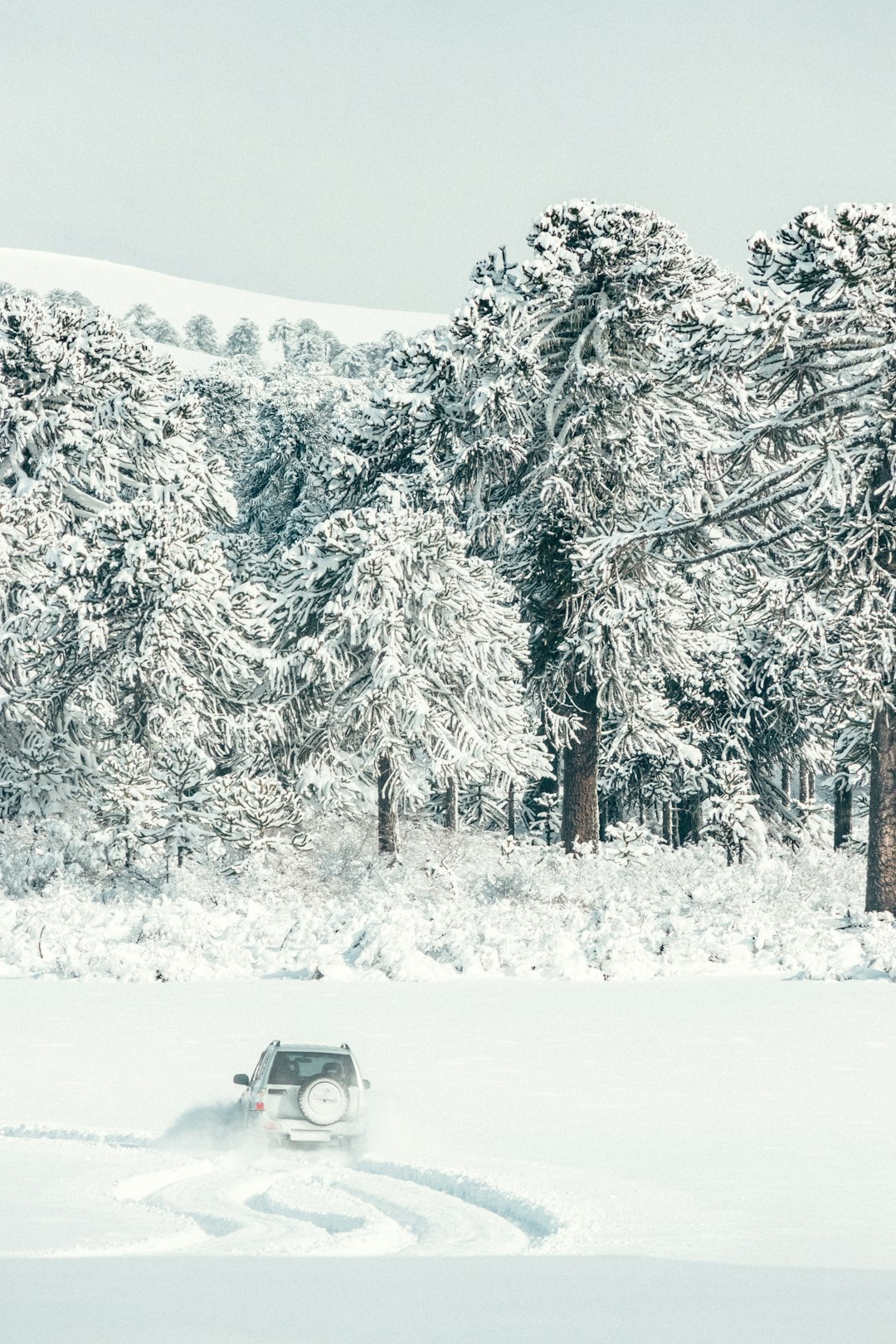 snow covered pine trees during daytime