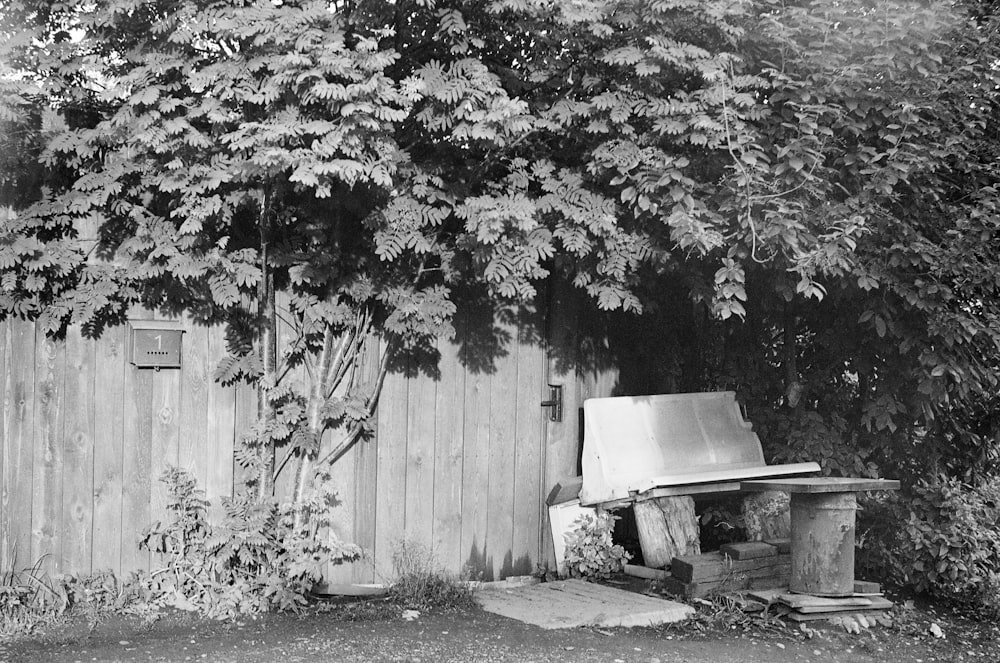 grayscale photo of tree near wooden fence