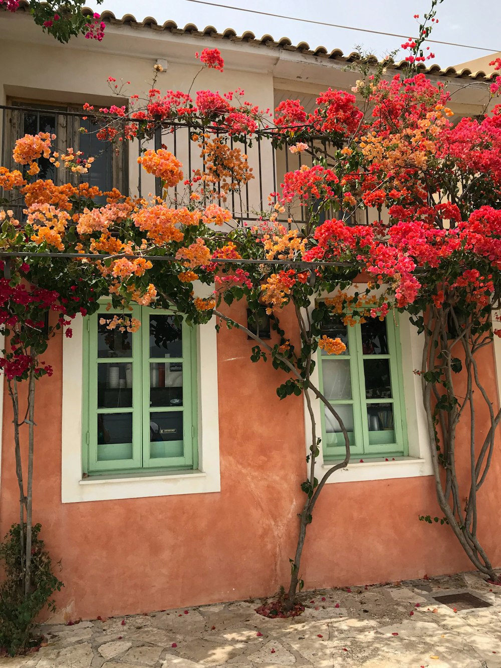 red and green flower on brown concrete house