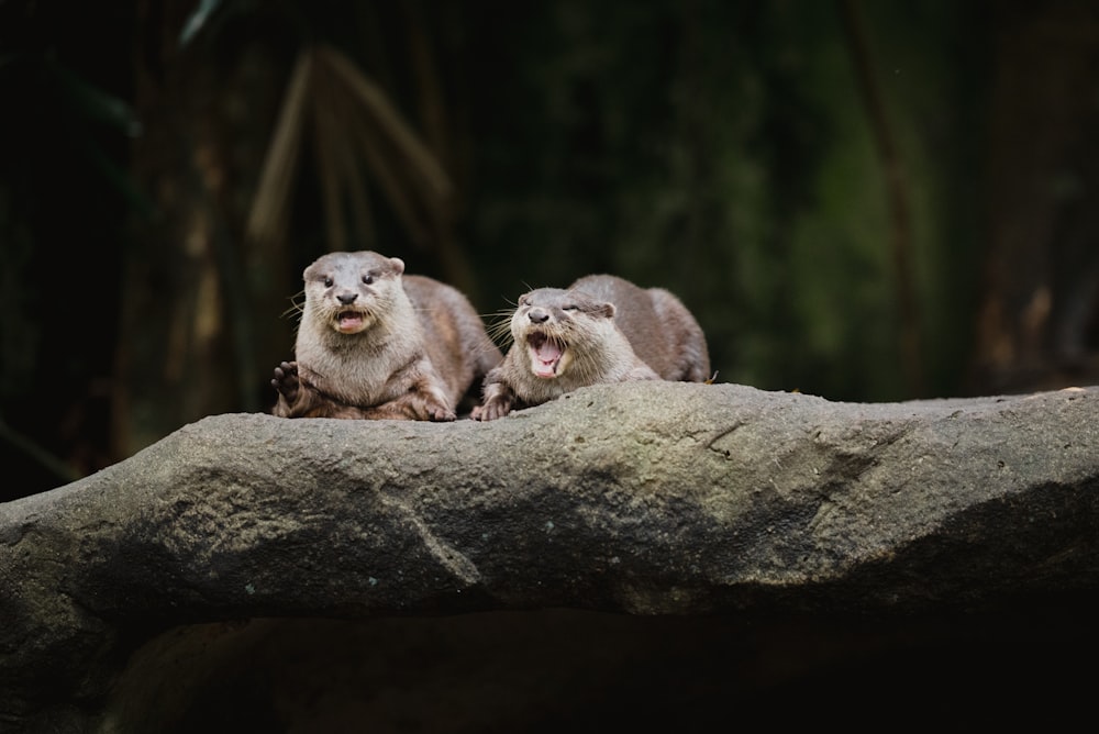 three brown and white animals on brown tree branch during daytime