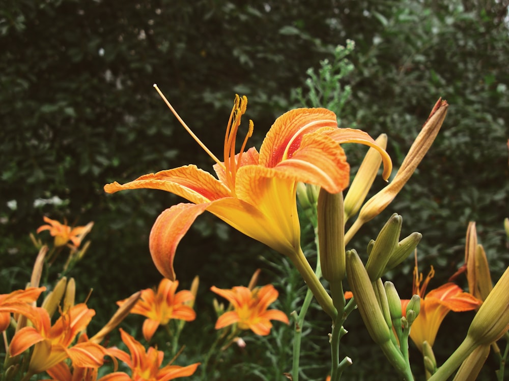 orange flower with green leaves