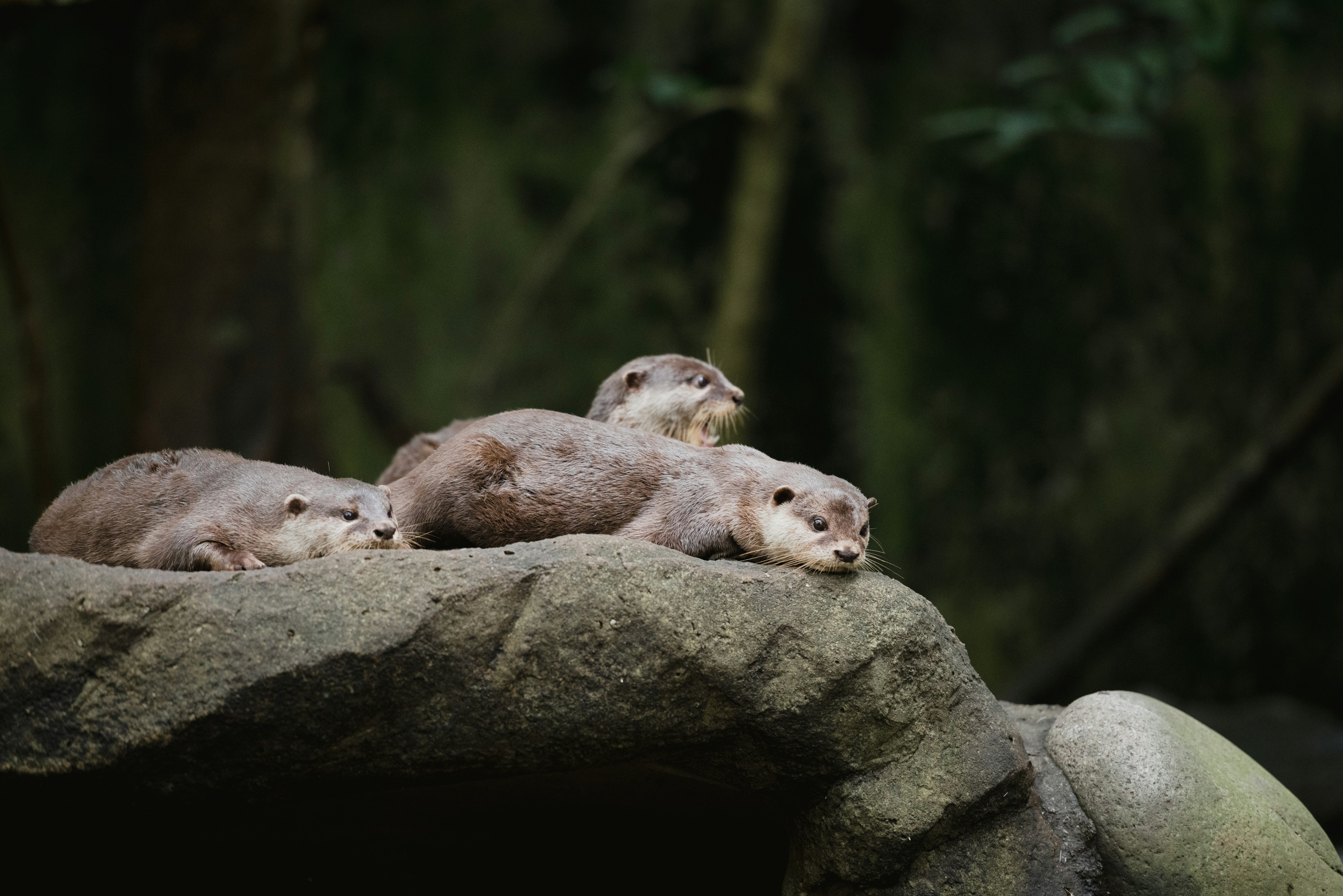 three brown animals on gray rock during daytime