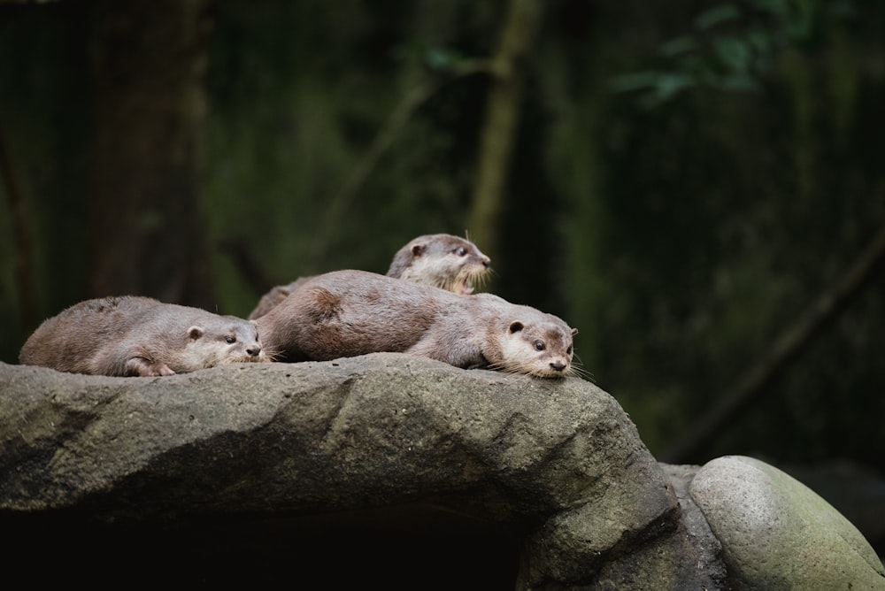 three brown animals on gray rock during daytime