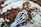 A close-up view of a whisk mixing dry cocoa powder with flour, creating a rustic, textured surface. The mixture appears partially combined, with visible clumps and streaks of unmixed powder. The background shows a blurred, earthy color palette.
