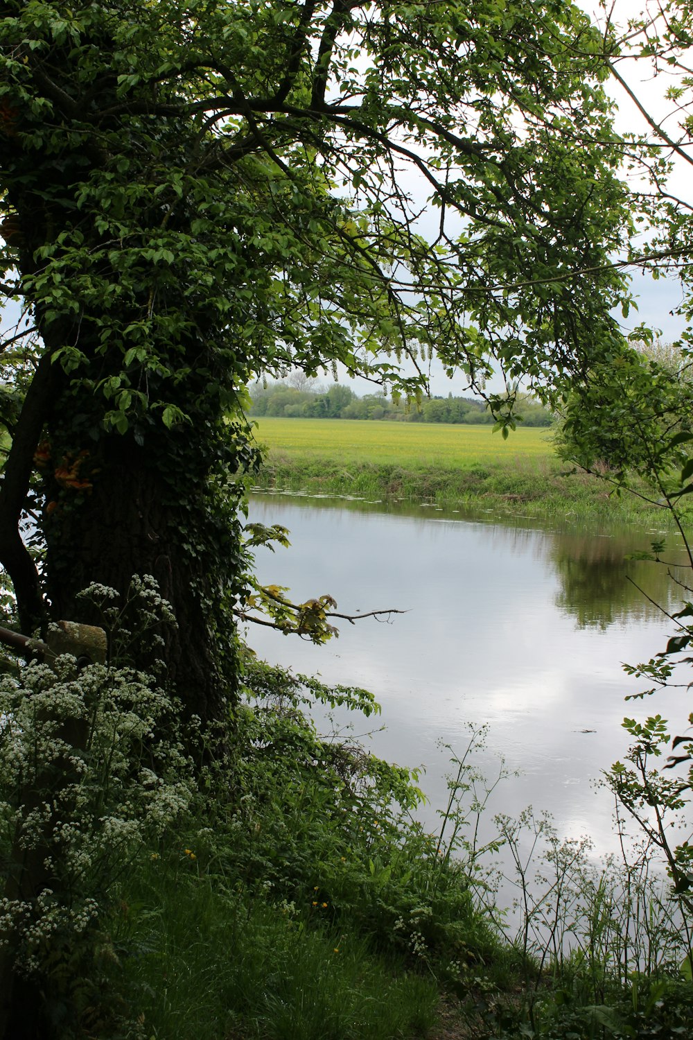 Grünes Grasfeld und Bäume am Fluss tagsüber