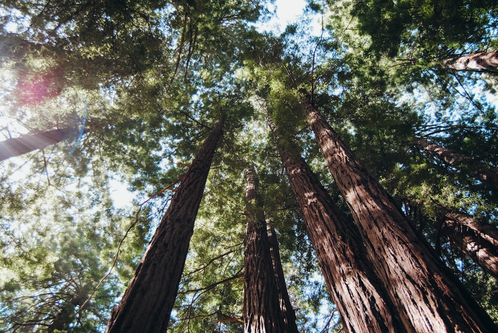 low angle photography of green trees during daytime