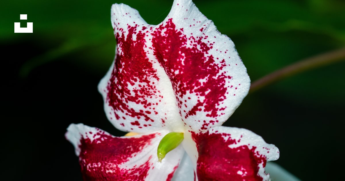 Fleur blanche et rouge en photo macro photo – Photo Jardins botaniques ...