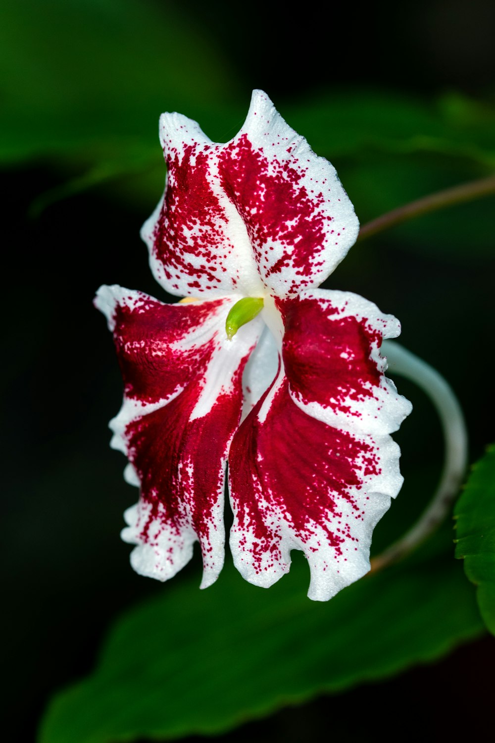 white and red flower in macro shot