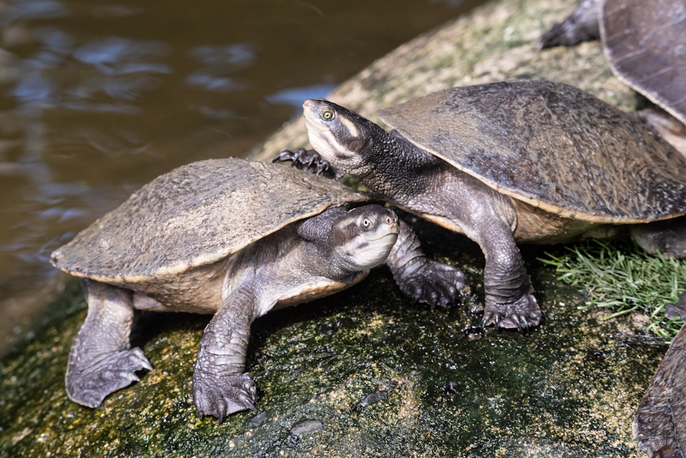 brown turtle on green moss