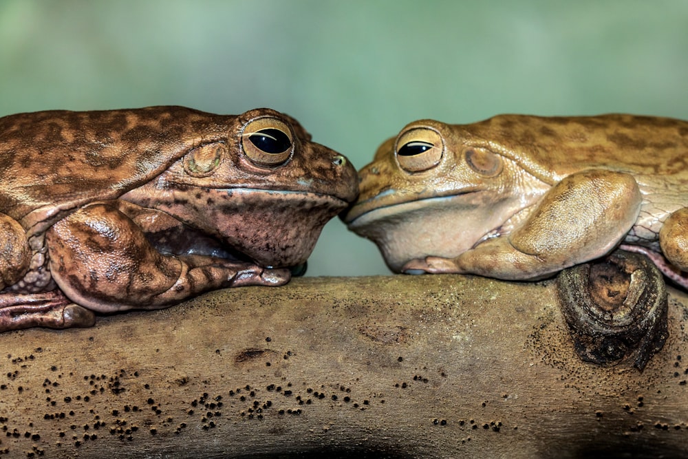 grenouille brune sur bois brun