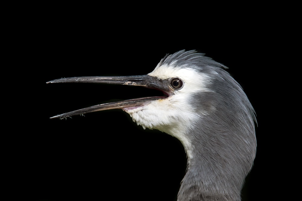 gray and white long beak bird