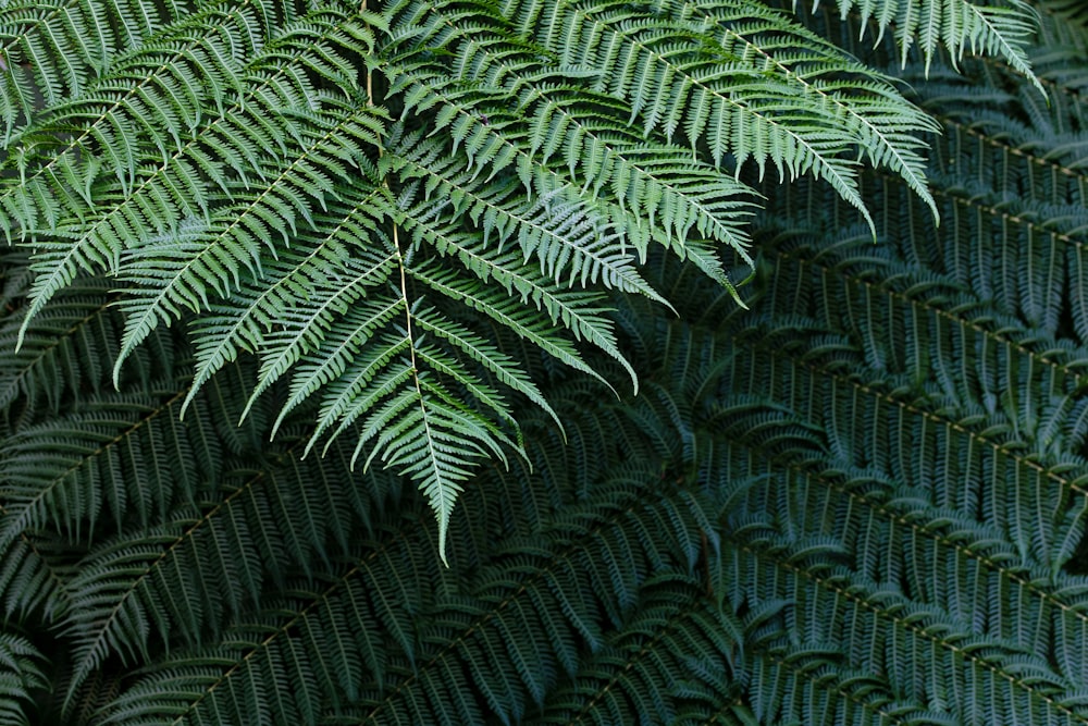 green fern plant in close up photography