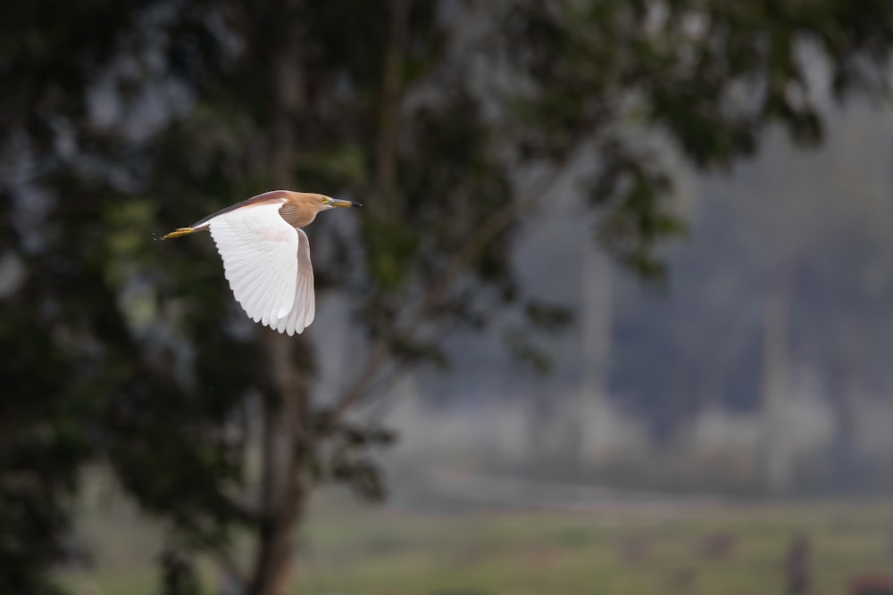 white bird flying over green trees during daytime