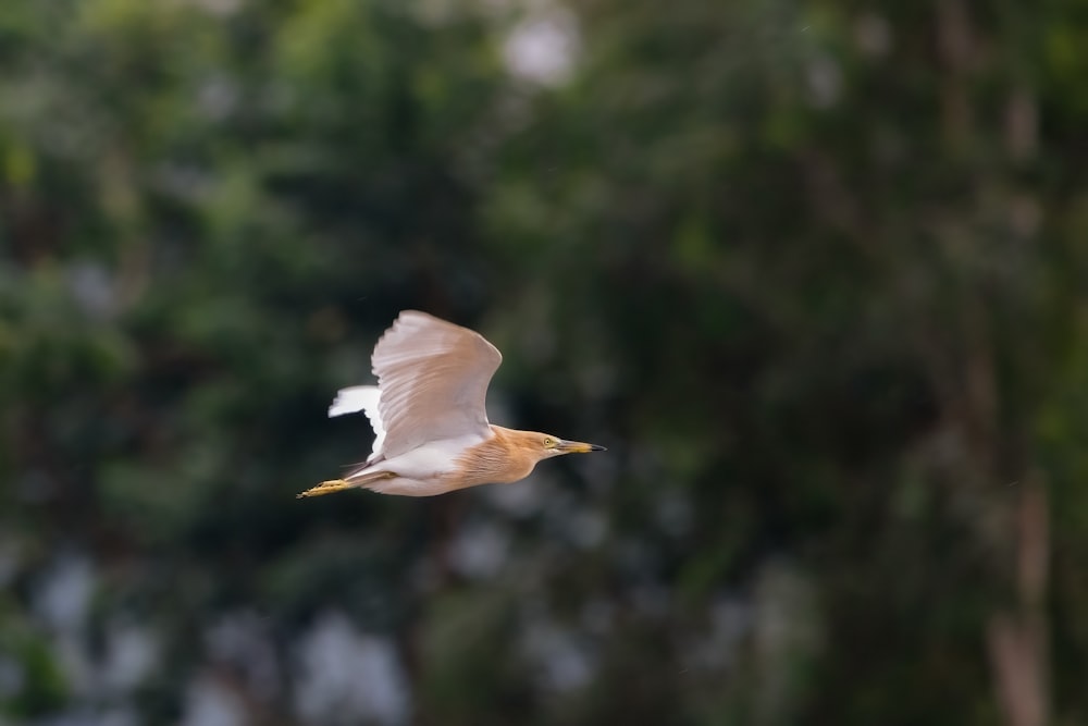 white bird flying during daytime