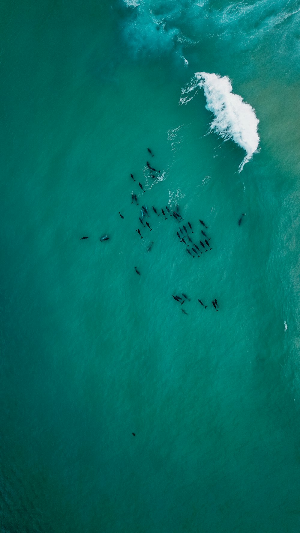vista aérea de pessoas surfando nas ondas do mar durante o dia