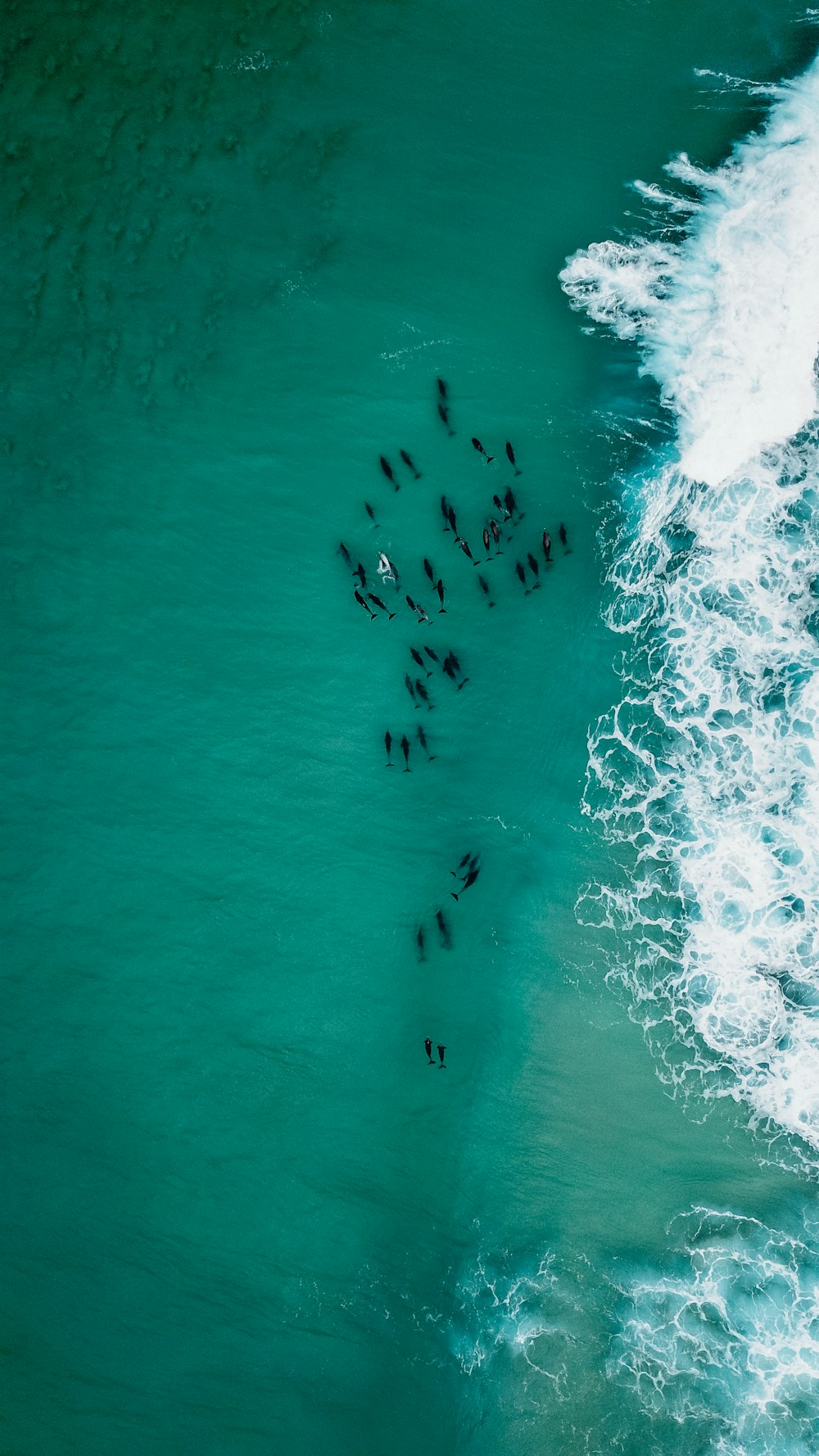 aerial view of people swimming on sea during daytime