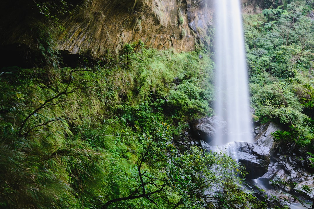 waterfalls in the middle of green trees