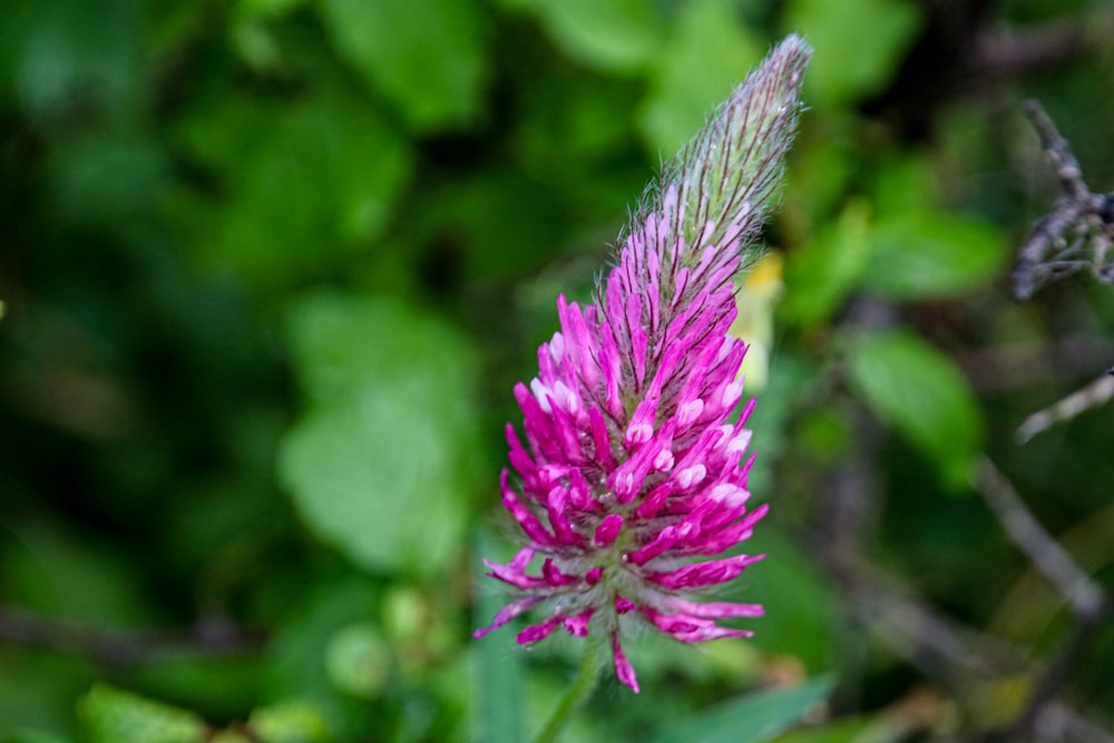 purple flower in tilt shift lens