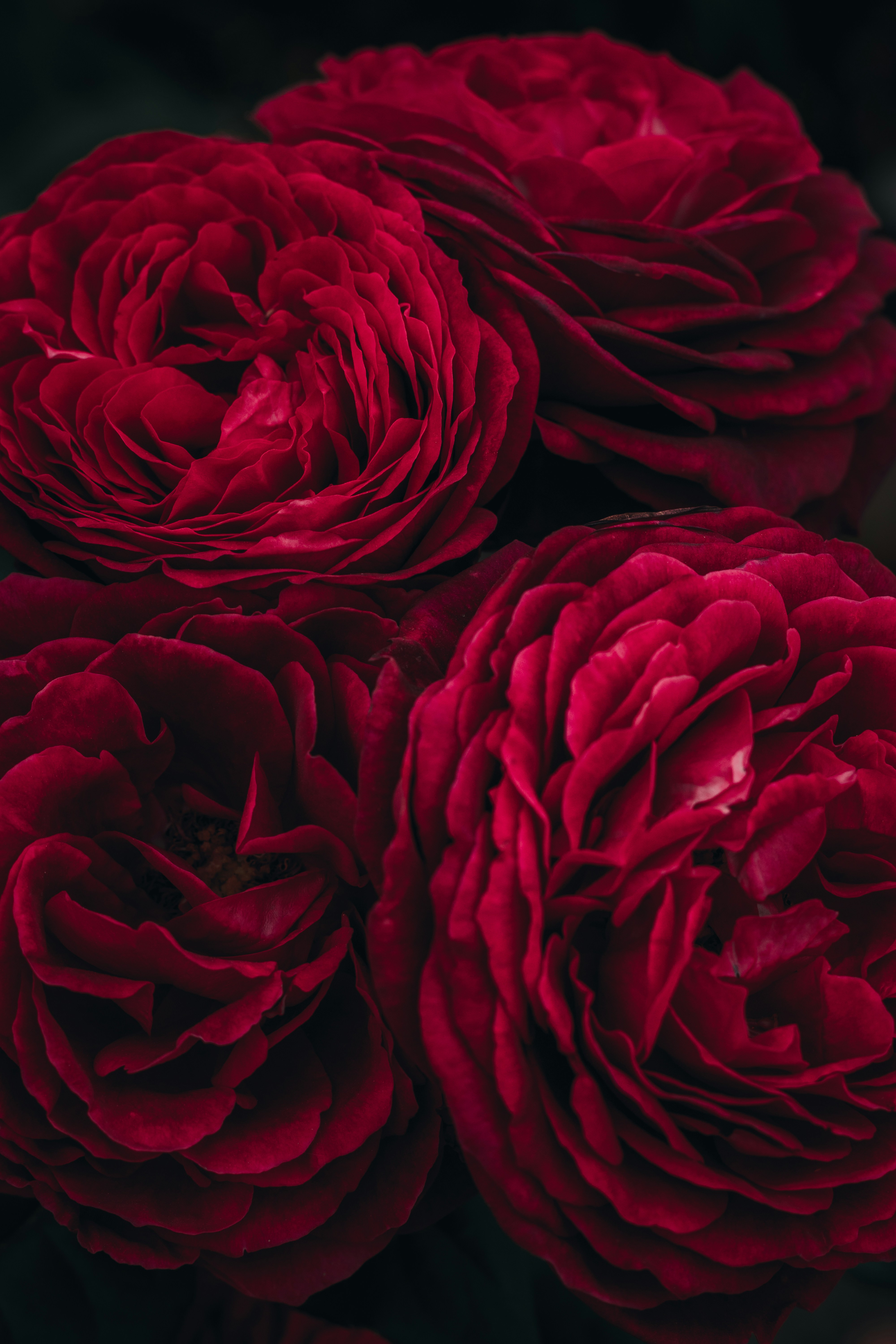 red roses in close up photography