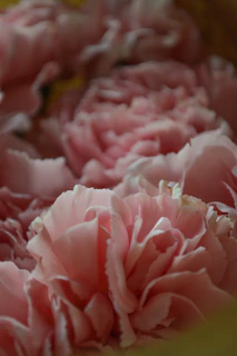 Close-up of soft pink carnations clustered together, highlighting their delicate ruffled petals.