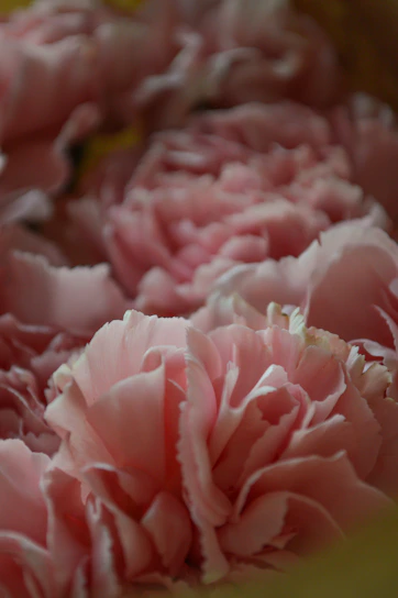 Close-up of soft pink carnations clustered together, highlighting their delicate ruffled petals.