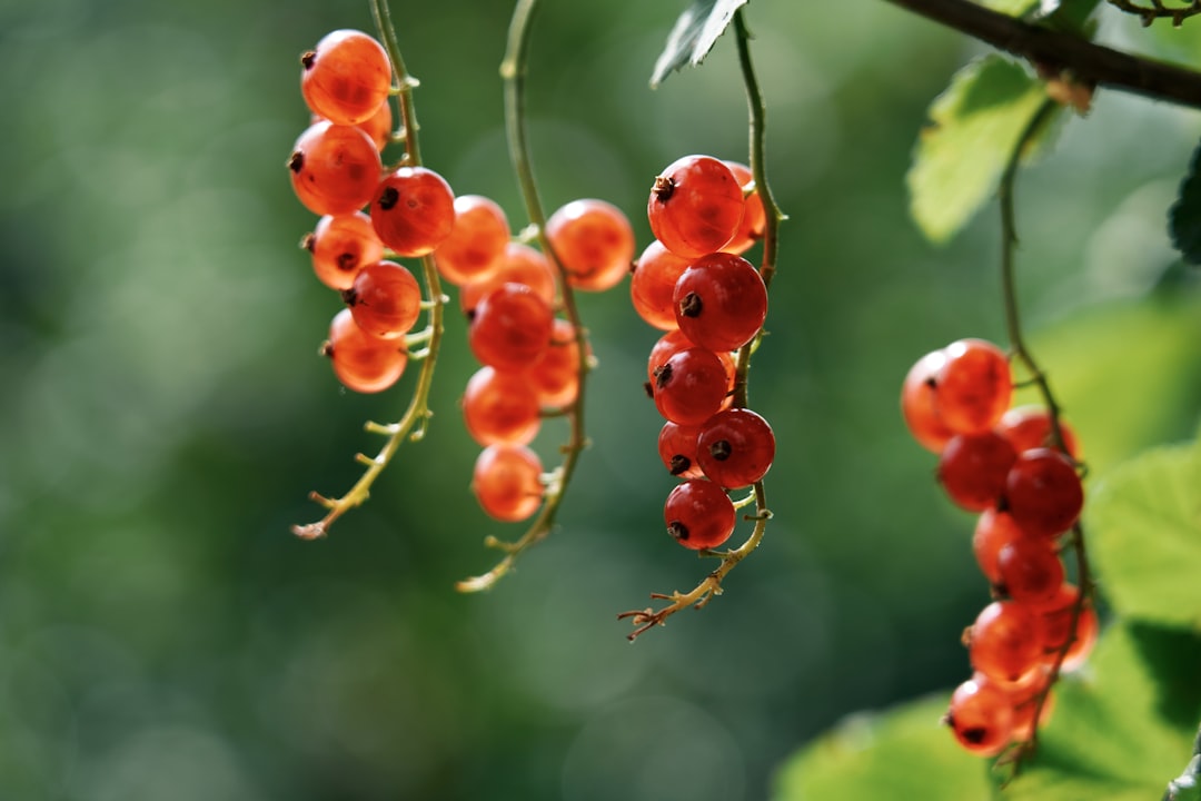 red round fruits in tilt shift lens