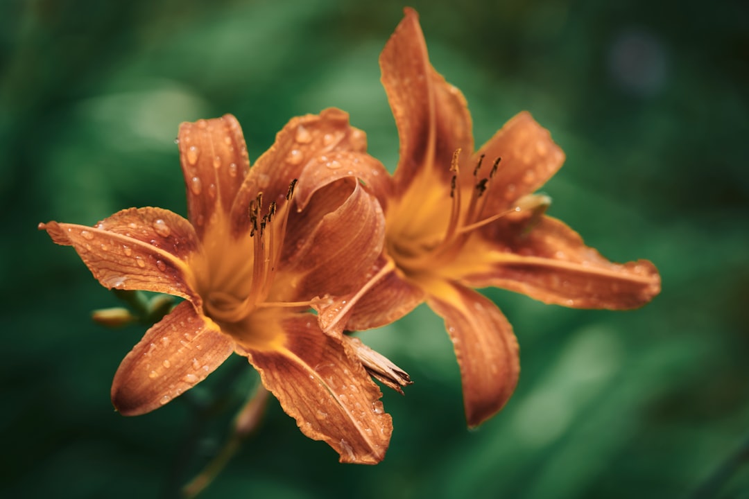 orange flower in tilt shift lens