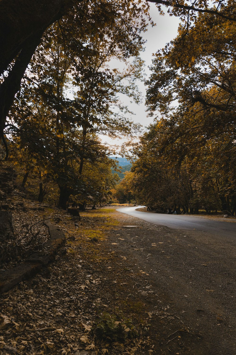 green trees near river during daytime