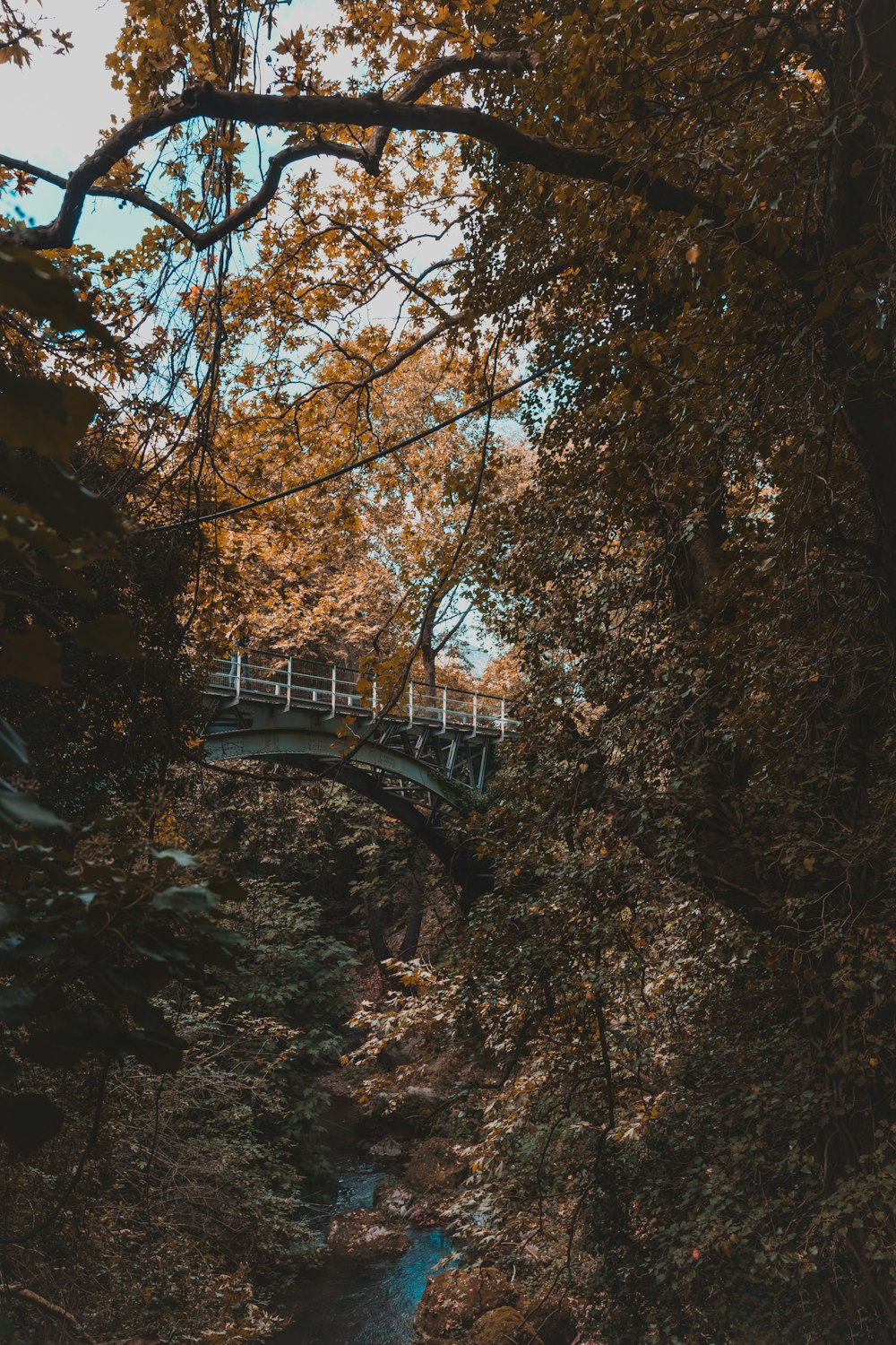 brown wooden bridge in the middle of the forest