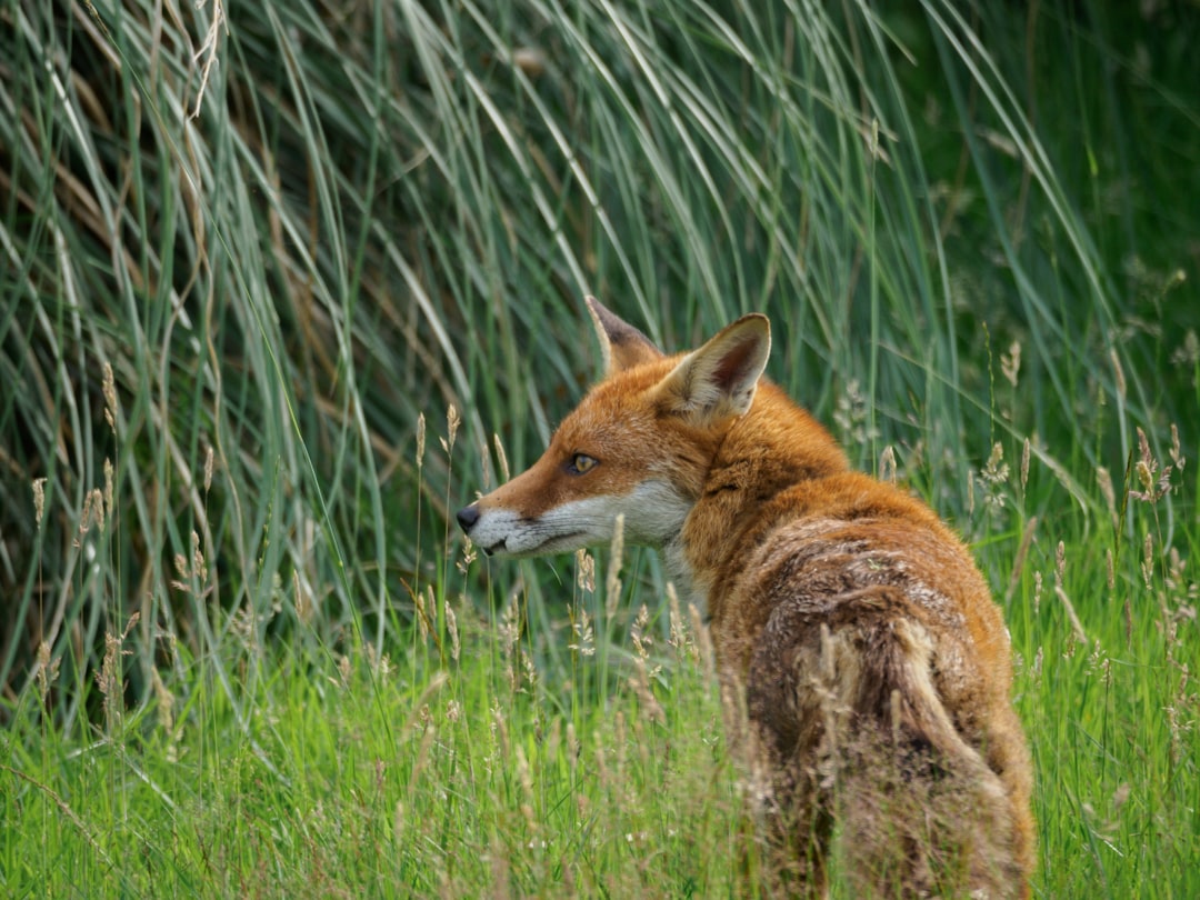 brown fox on green grass field during daytime