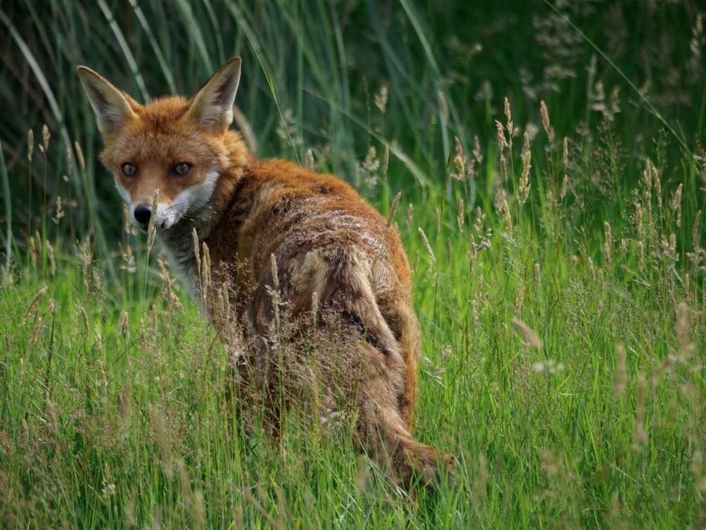 brown fox on green grass field during daytime