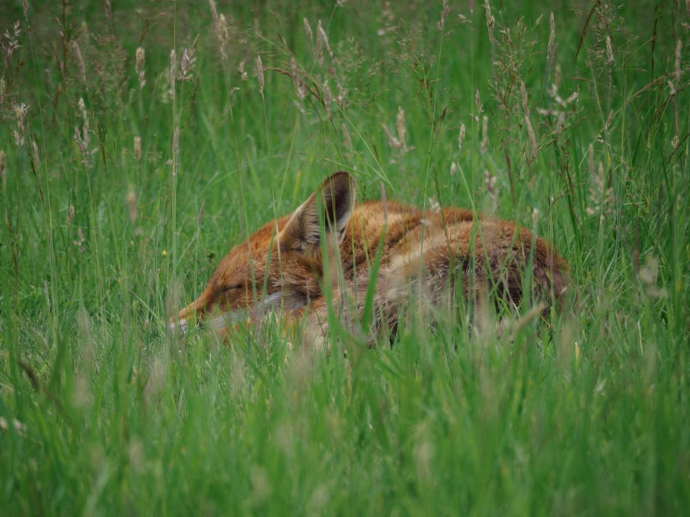 brown and black fox on green grass field during daytime