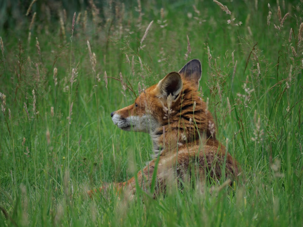 brown and black fox on green grass field during daytime