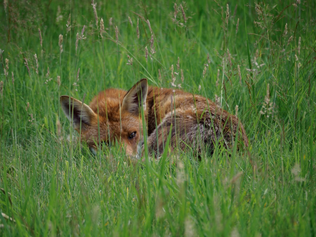 brown fox on green grass field during daytime