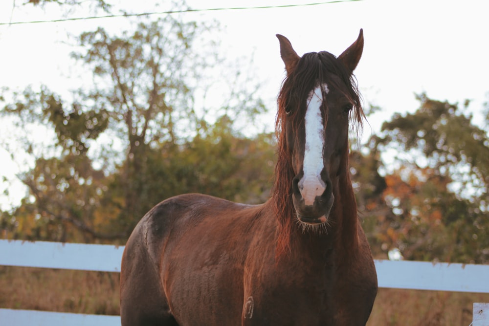 brown and white horse standing on brown wooden fence during daytime