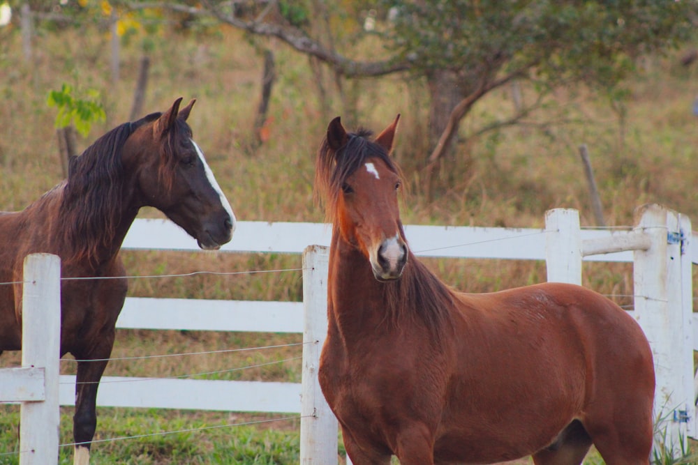 brown horse on white wooden fence during daytime