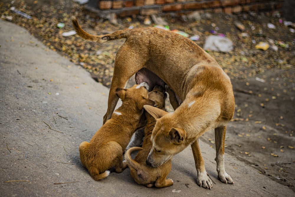 brown short coated dog on gray concrete floor